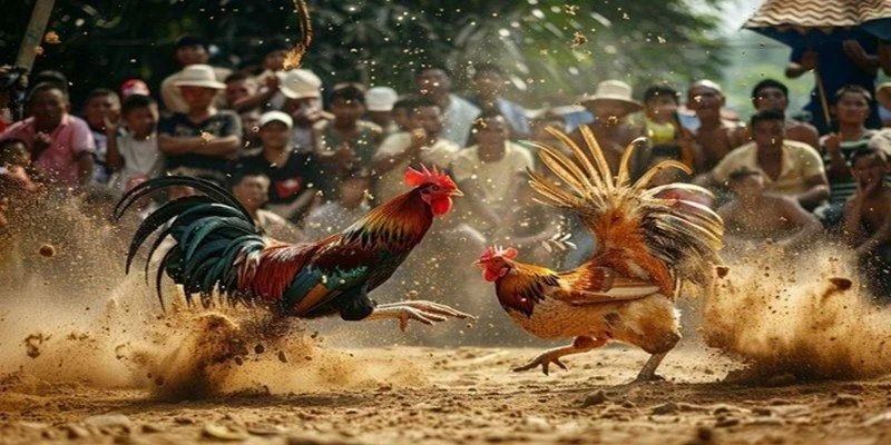 Các tính năng siêu đặc biệt được tính hợp khi xem đá gà online