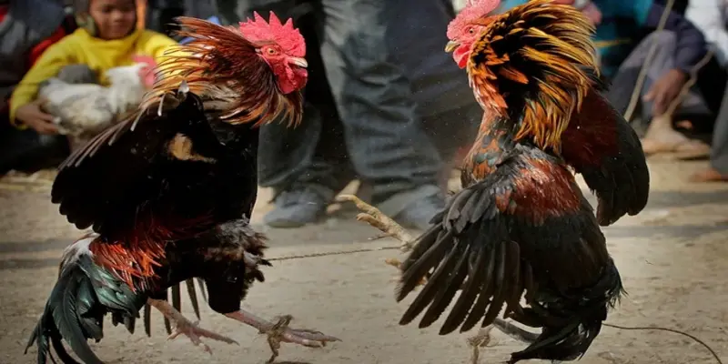 Đá gà cựa sắt là gì?