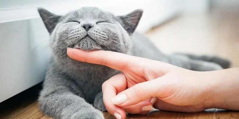 Sơ lược vài nét thông tin về giấc mơ thấy mèo